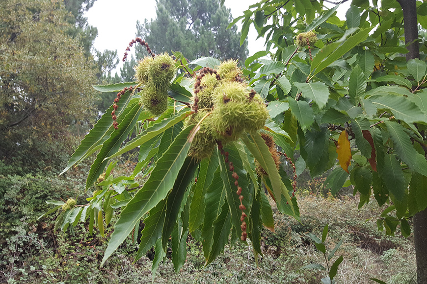 foto castaño